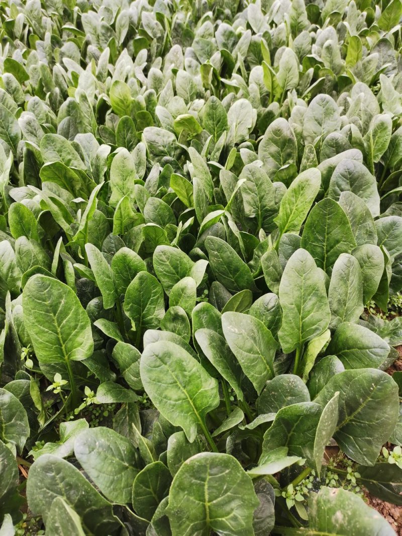 大叶铁杆菠菜叶片平展厚实