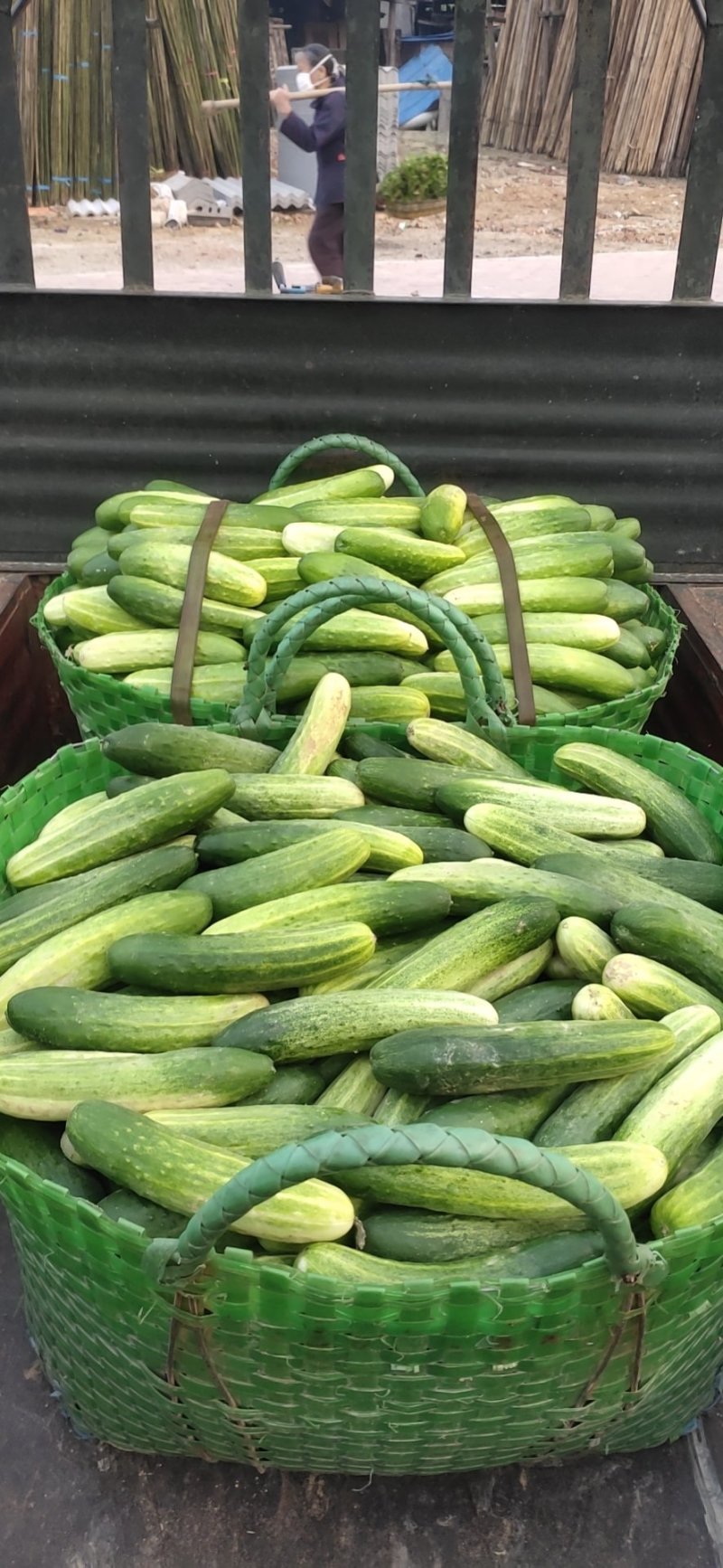 燕白黄瓜大量上市量大货好，陆续上市有弧瓜，苦瓜节瓜，辣椒