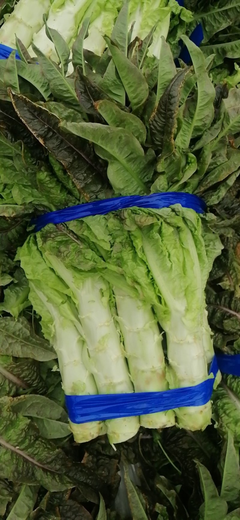 河南开封通许莴苣，颜色好，亮度好，万亩基地，可视频看货