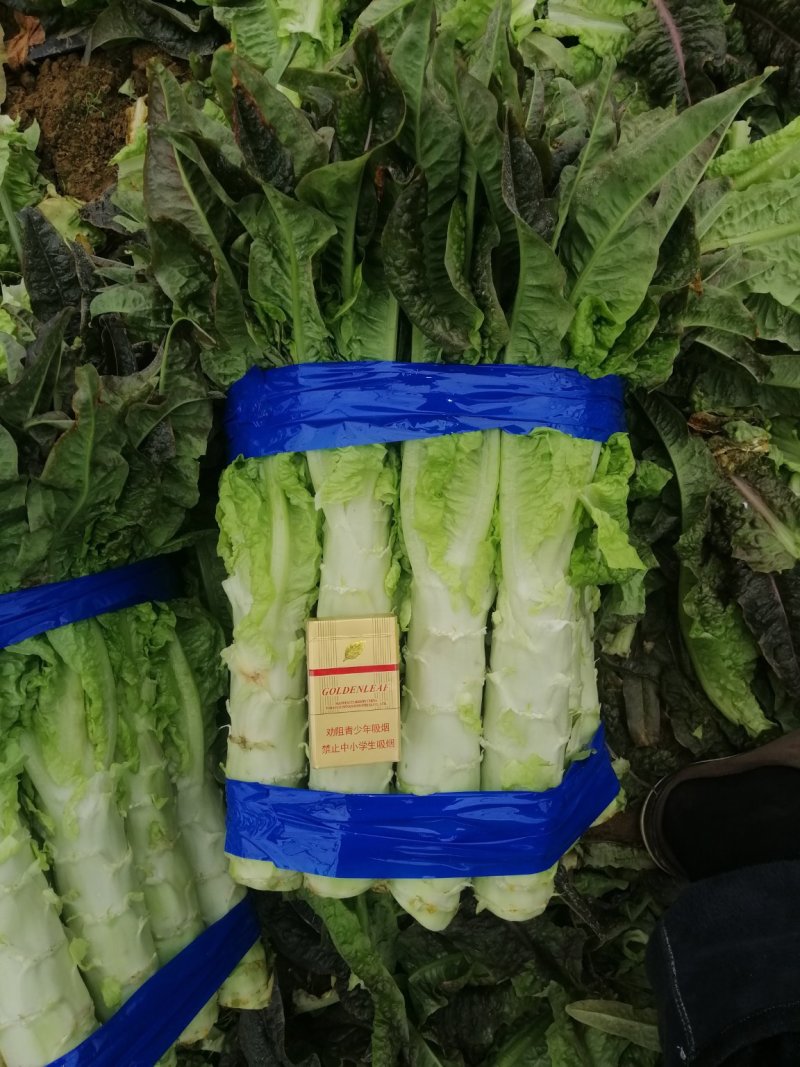 河南开封通许莴苣，颜色好，亮度好，万亩基地，可视频看货