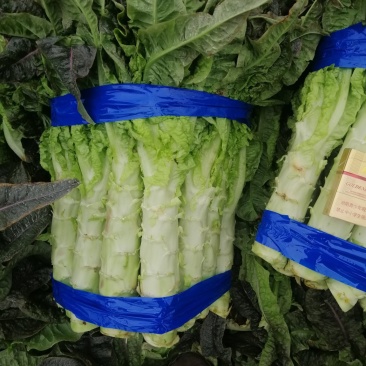 河南开封通许莴苣，颜色好，亮度好，万亩基地，可视频看货