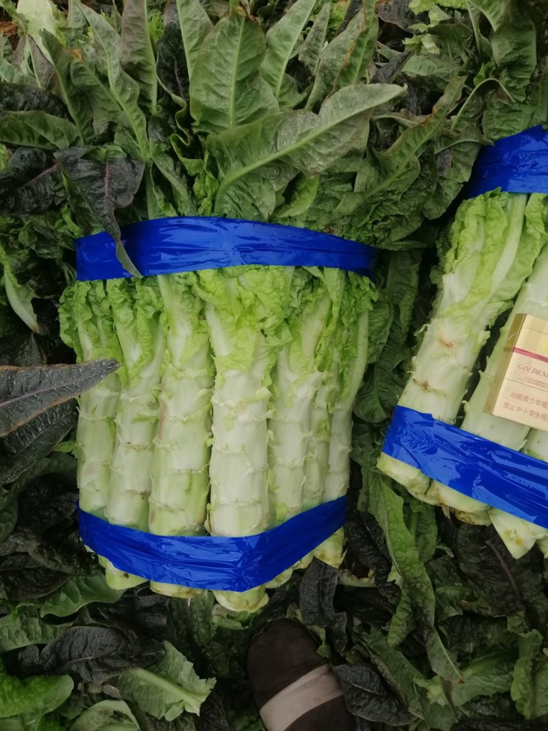 河南开封通许莴苣，颜色好，亮度好，万亩基地，可视频看货