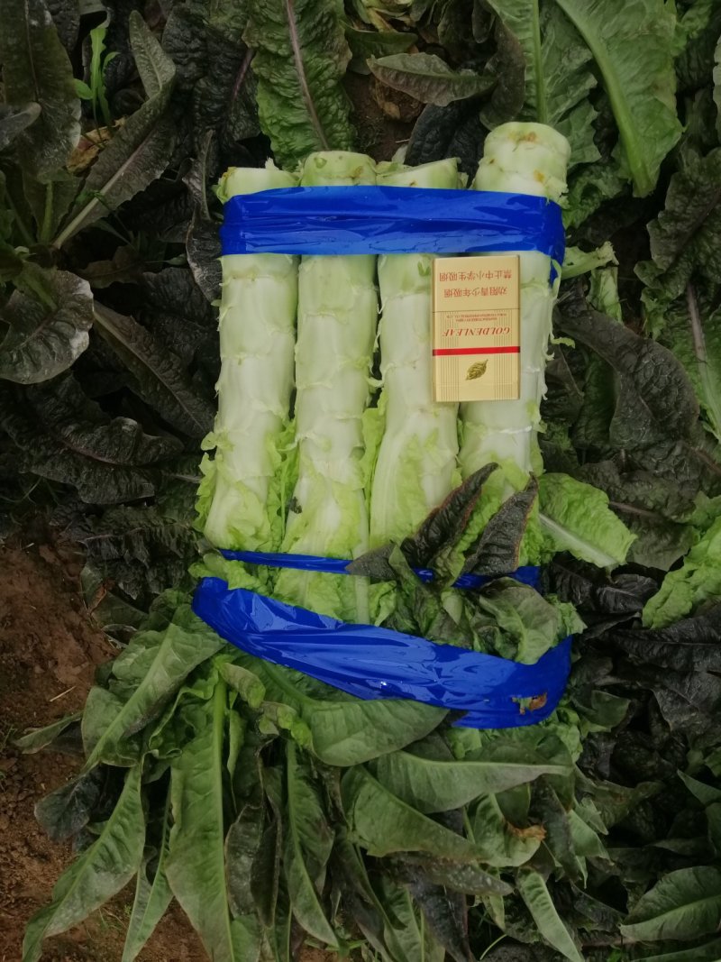 河南开封通许莴苣，颜色好，亮度好，万亩基地，可视频看货