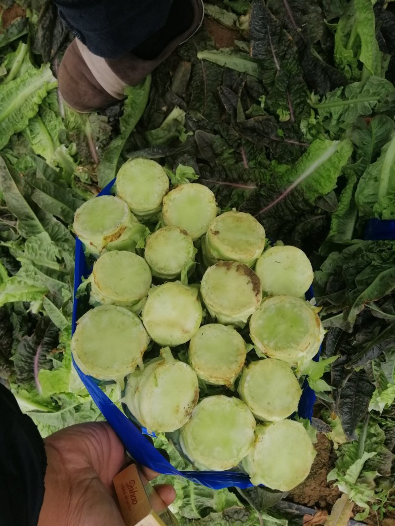 河南开封通许莴苣，颜色好，亮度好，万亩基地，可视频看货