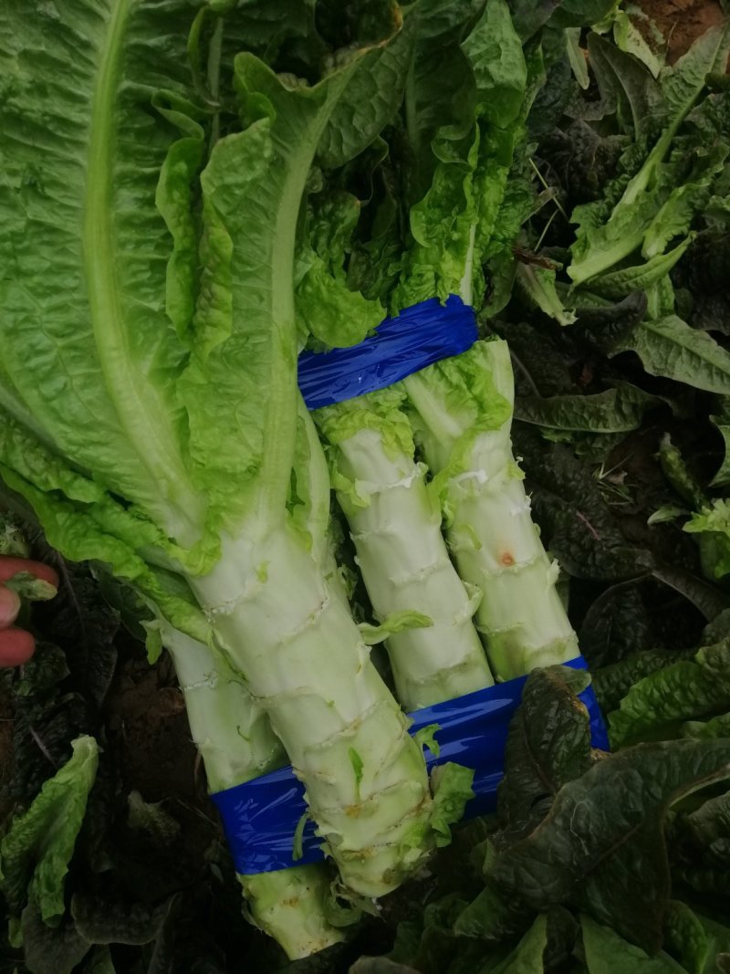 河南开封通许莴苣，颜色好，亮度好，万亩基地，可视频看货