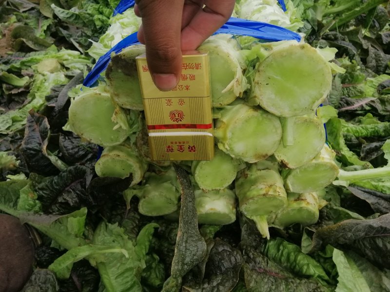河南开封通许莴苣，颜色好，亮度好，万亩基地，可视频看货