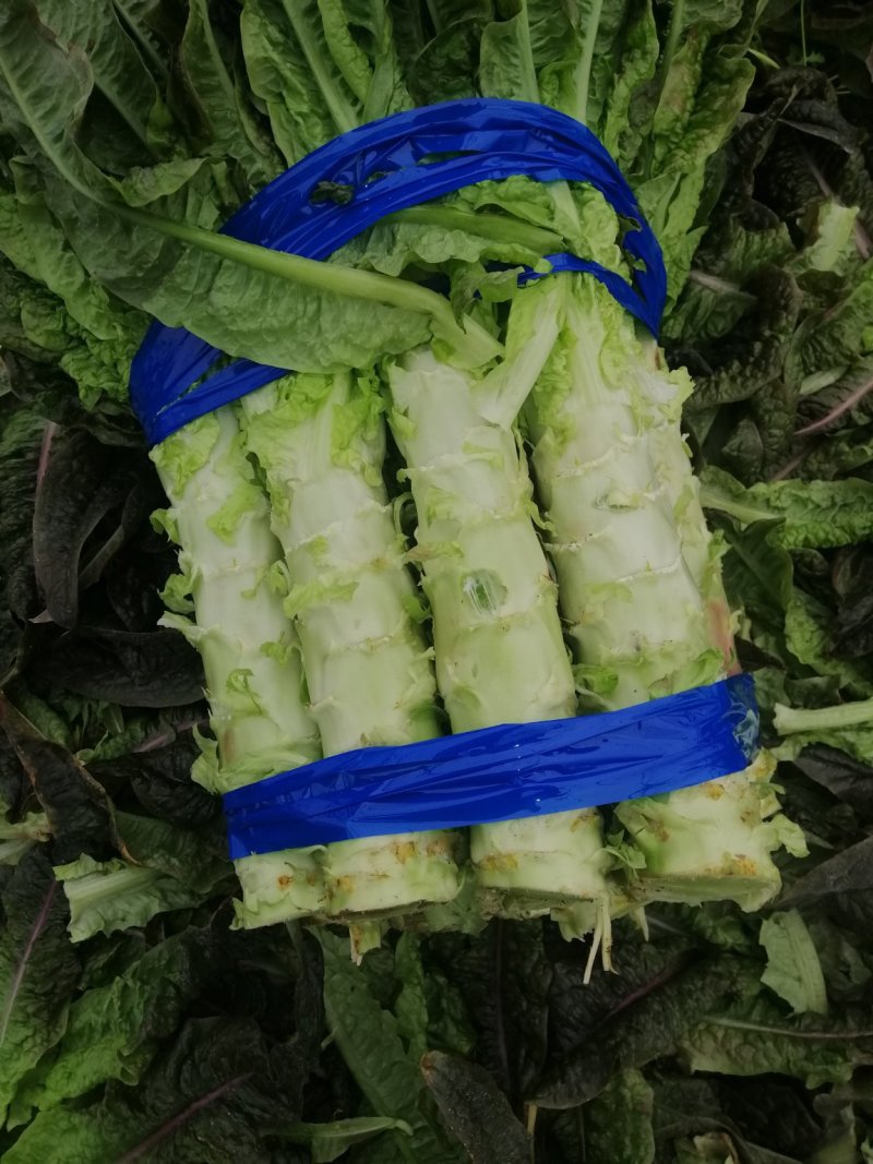河南开封通许莴苣，颜色好，亮度好，万亩基地，可视频看货