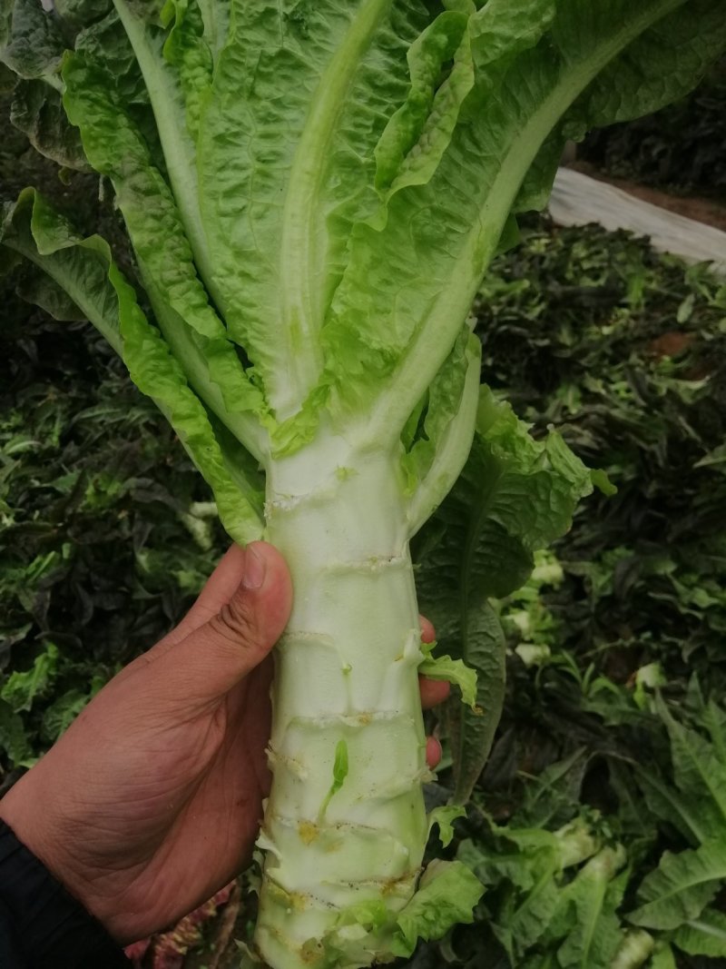河南开封通许莴苣，颜色好，亮度好，万亩基地，可视频看货