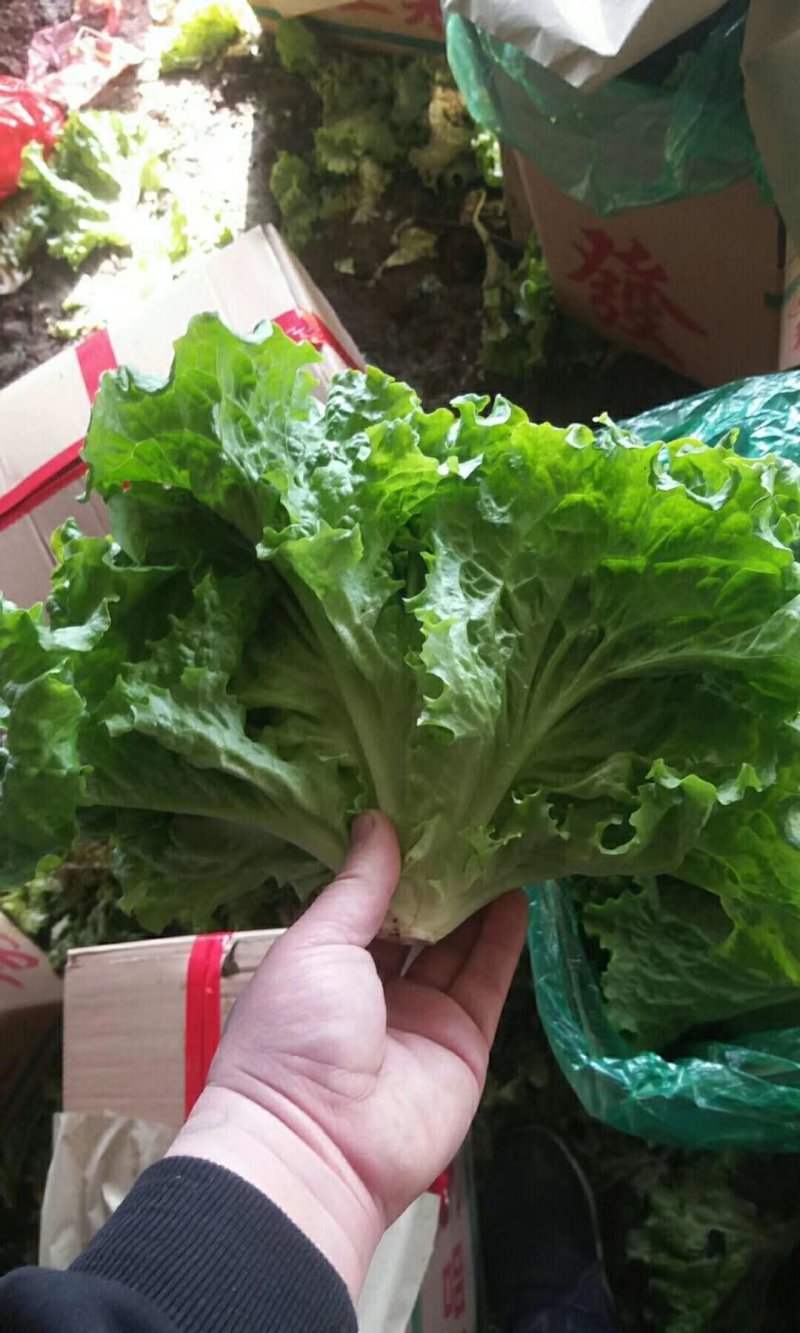 精品散叶生菜，唐山市滦南县为农蔬菜种植合作社竭诚为您服