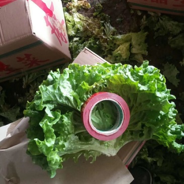 精品散叶生菜，唐山市滦南县为农蔬菜种植合作社竭诚为您服