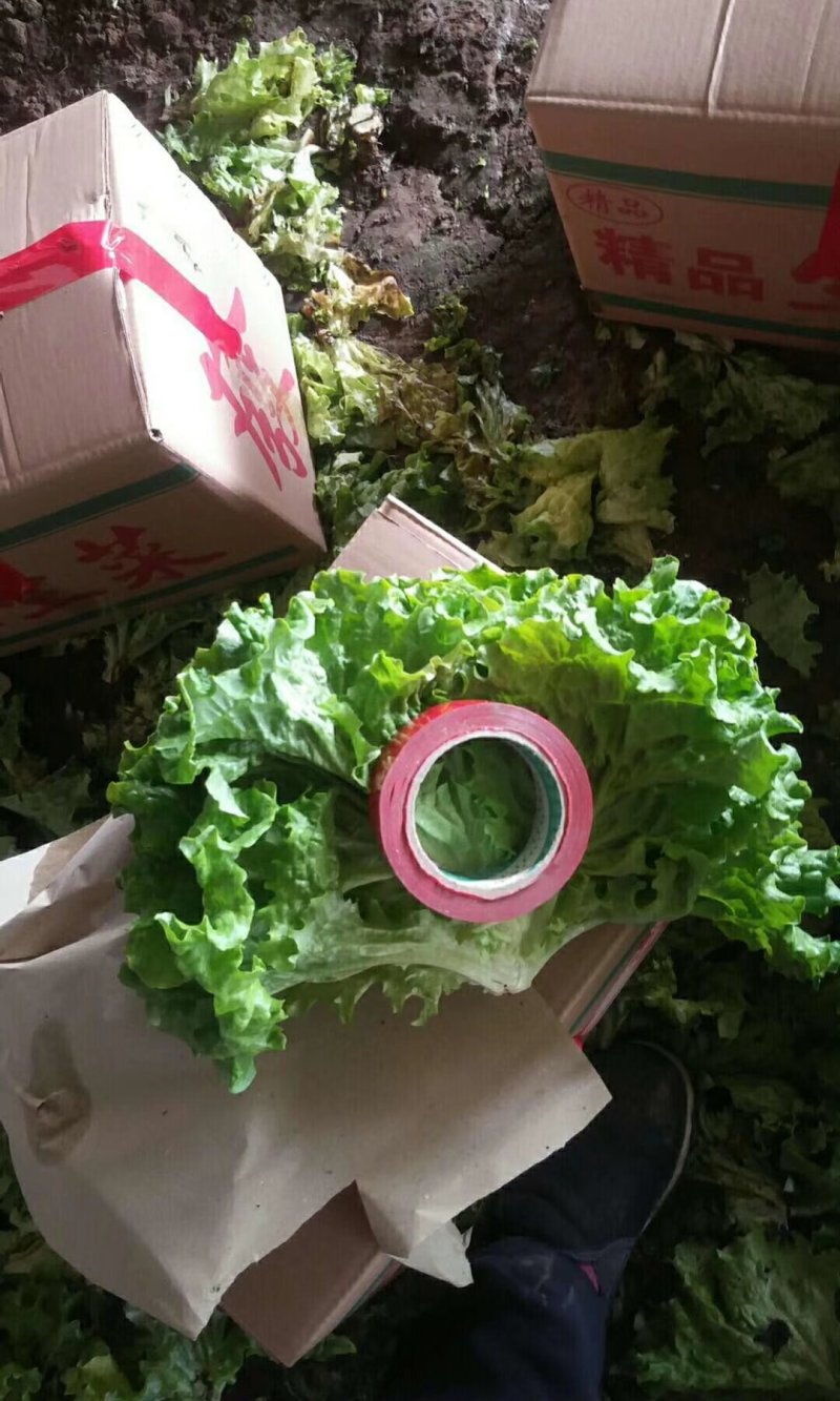 精品散叶生菜，唐山市滦南县为农蔬菜种植合作社竭诚为您服