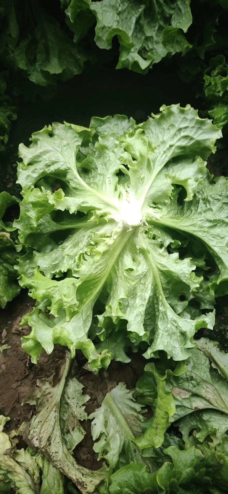 精品散叶生菜，唐山市滦南县为农蔬菜种植合作社竭诚为您服