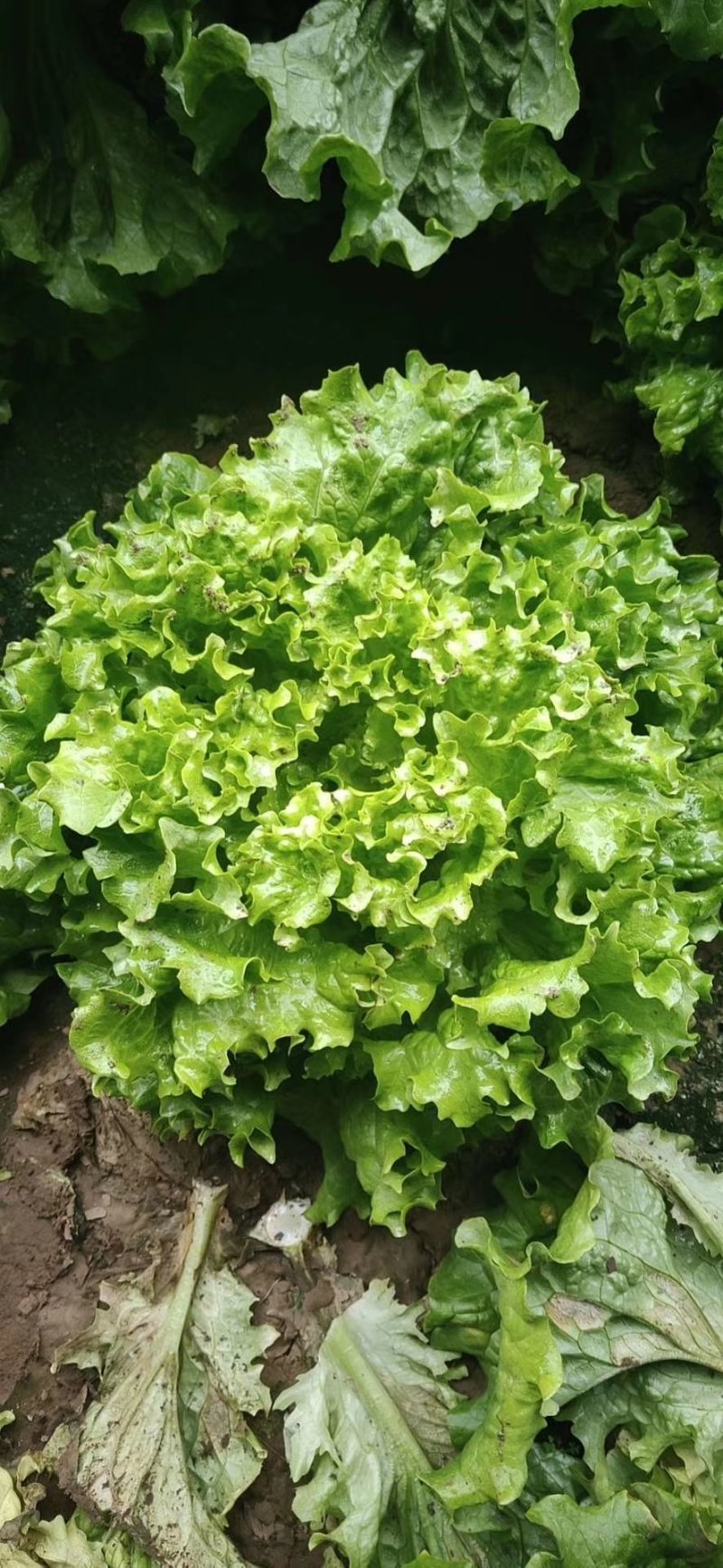 精品散叶生菜，唐山市滦南县为农蔬菜种植合作社竭诚为您服