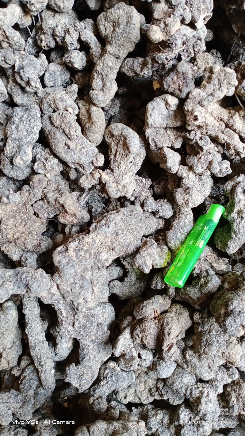 产地直供【陕西汉中干猪苓】全干微沙饱满中统货符合药典标准