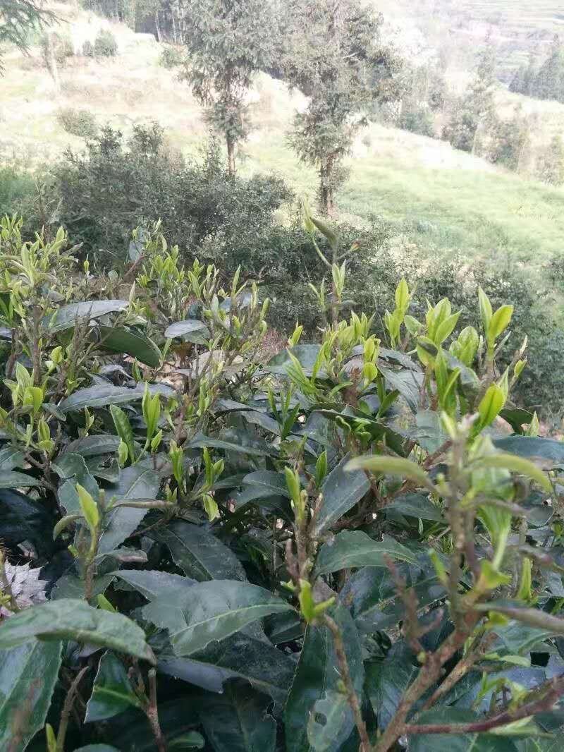 绿茶