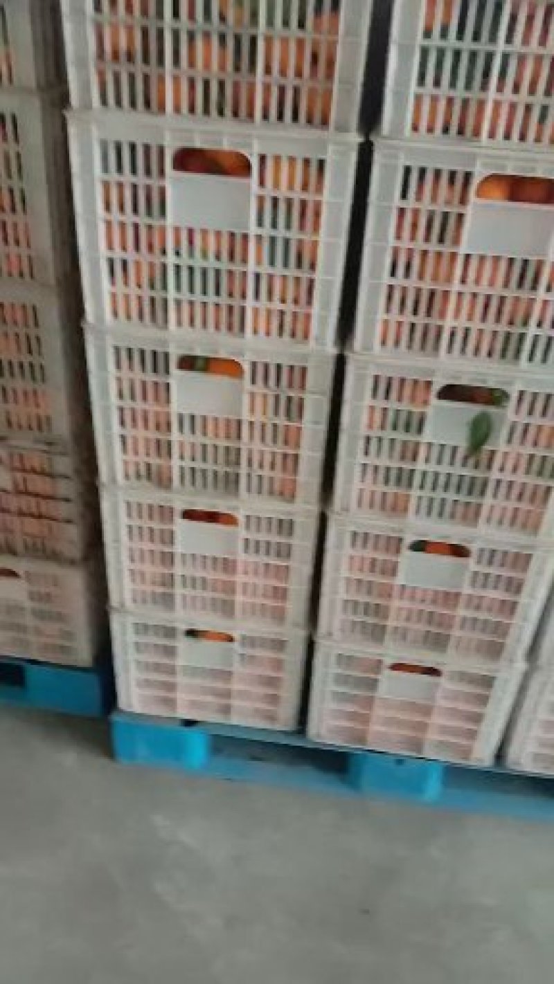 黄果柑