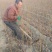 桃树苗映霜红晚熟品种：甜度脆甜汁多营养丰富丶