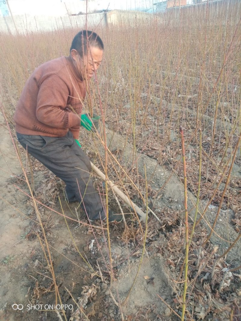桃树苗映霜红晚熟品种：甜度脆甜汁多营养丰富丶