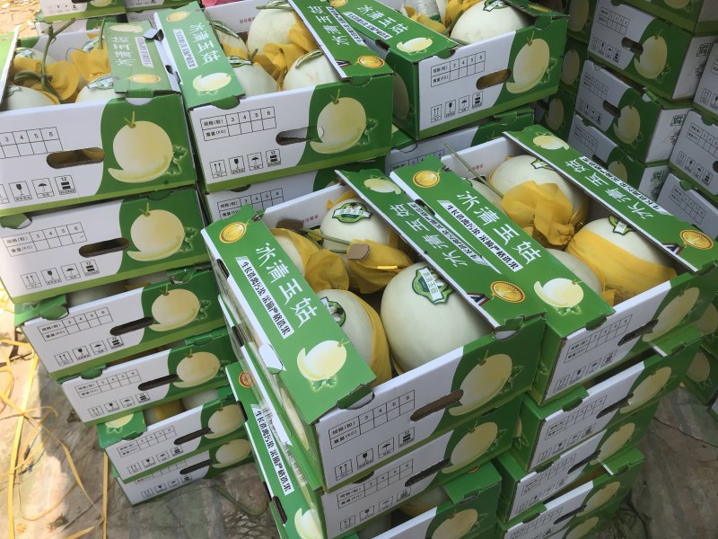 河南冰清玉菇甜瓜、口感香甜软糯、玉菇大量上市