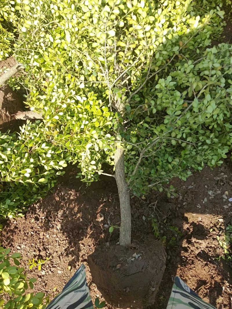小叶黄杨苗小叶黄杨树小叶黄杨球