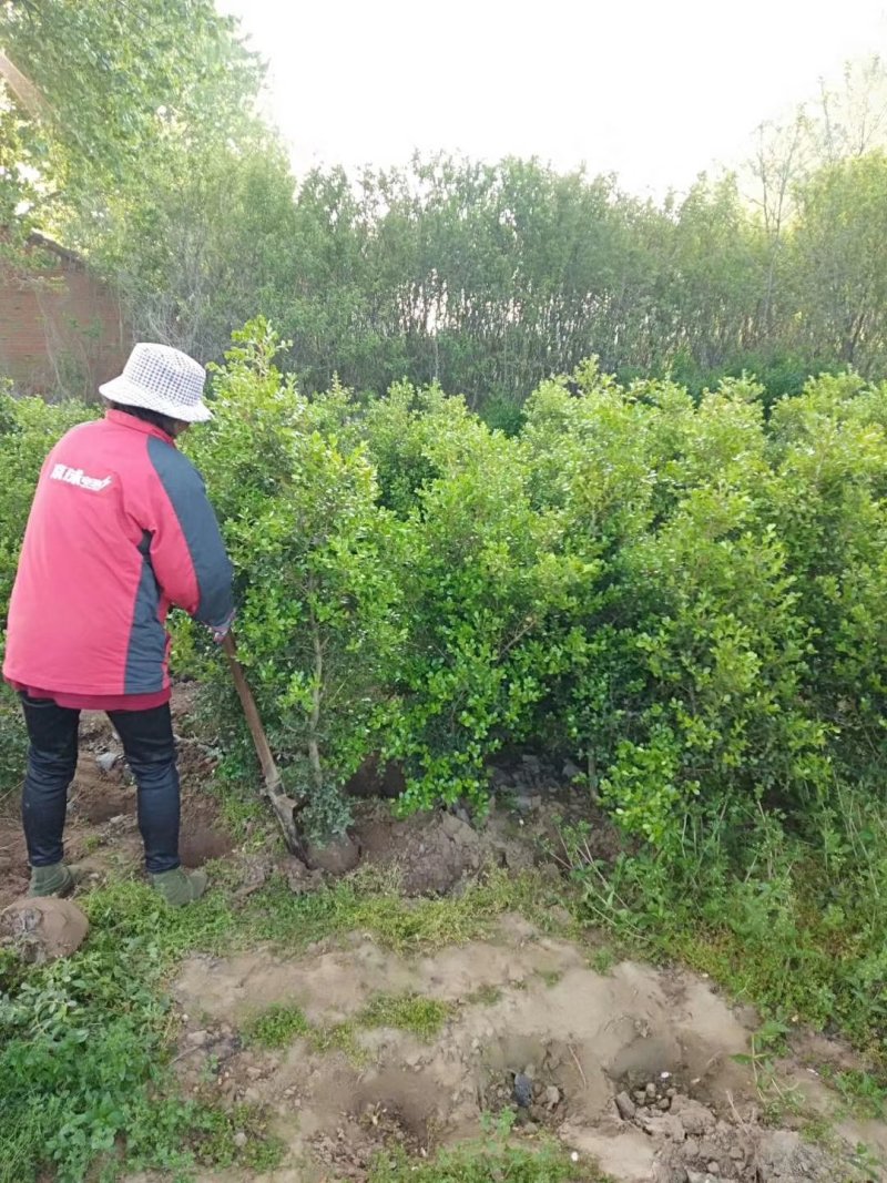 小叶黄杨苗小叶黄杨树小叶黄杨球