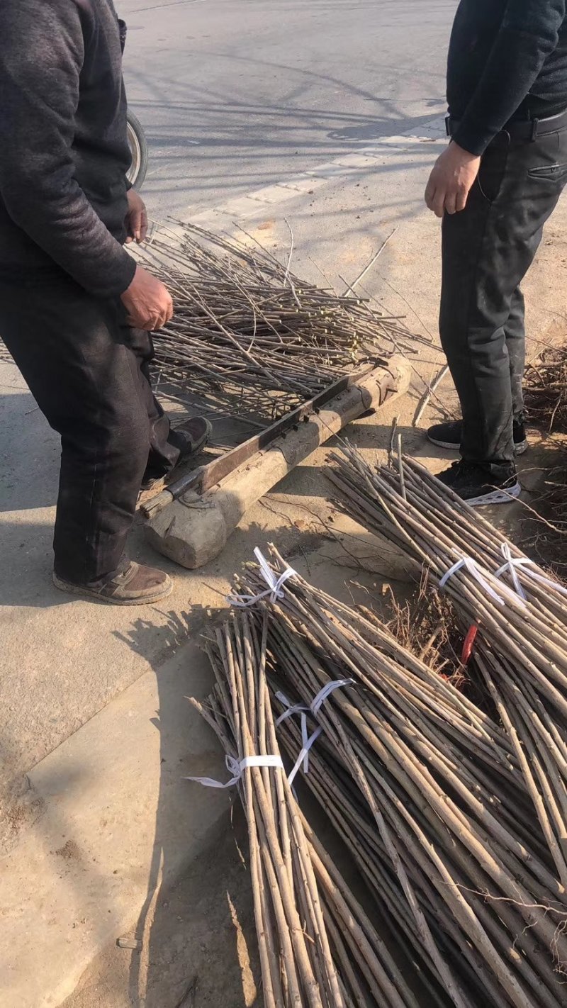 樱桃苗品种齐全产地直销快递保湿发货邮寄走起