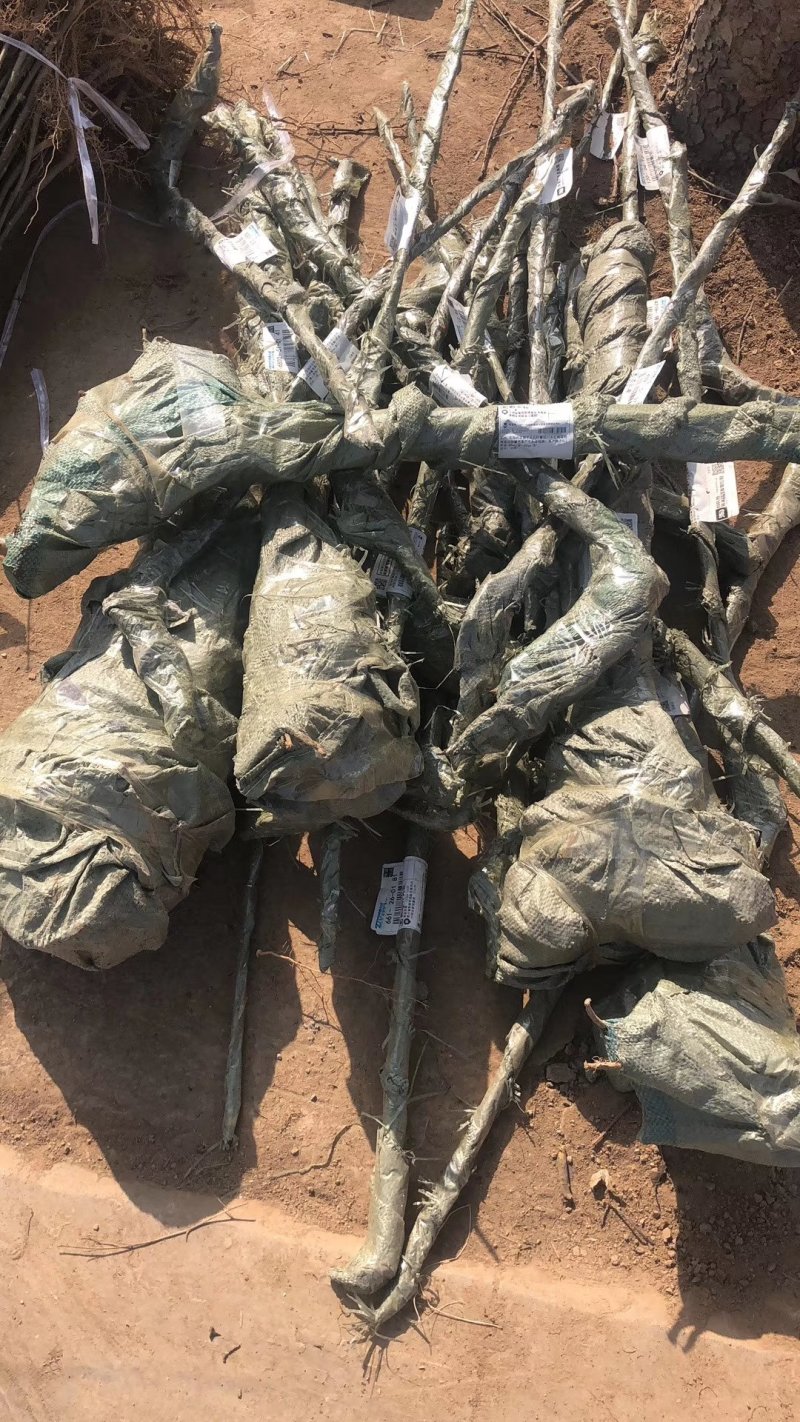 樱桃苗品种齐全产地直销快递保湿发货邮寄走起