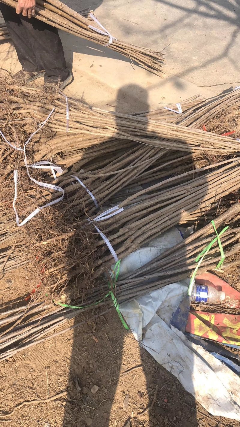樱桃苗品种齐全产地直销快递保湿发货邮寄走起