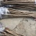 樱桃苗品种齐全产地直销快递保湿发货邮寄走起