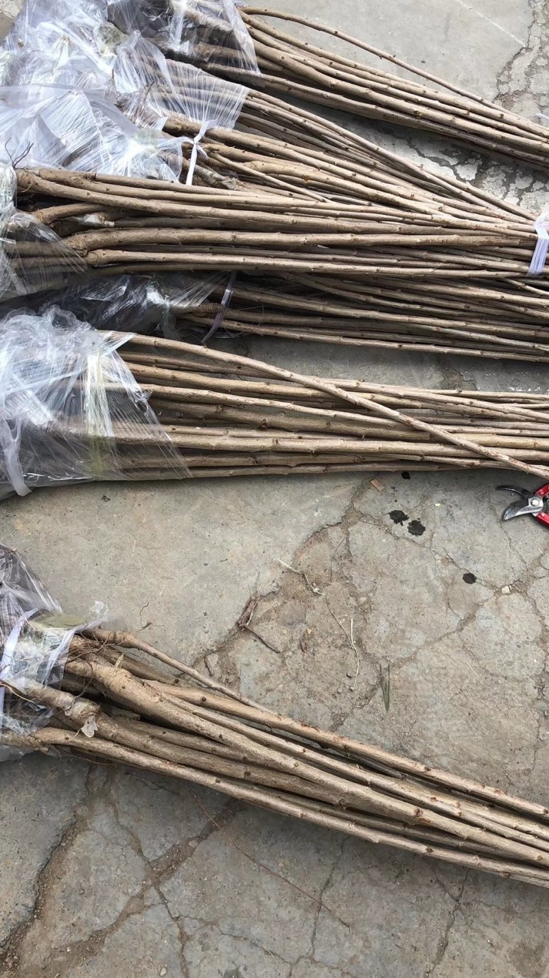 樱桃苗品种齐全产地直销快递保湿发货邮寄走起