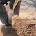 樱桃苗品种齐全产地直销快递保湿发货邮寄走起