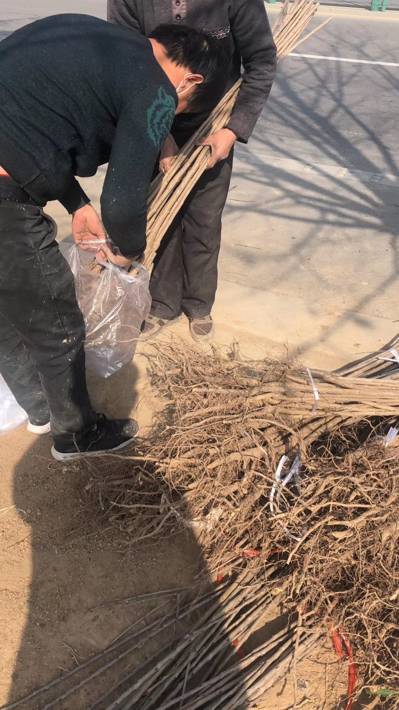 樱桃苗品种齐全产地直销快递保湿发货邮寄走起