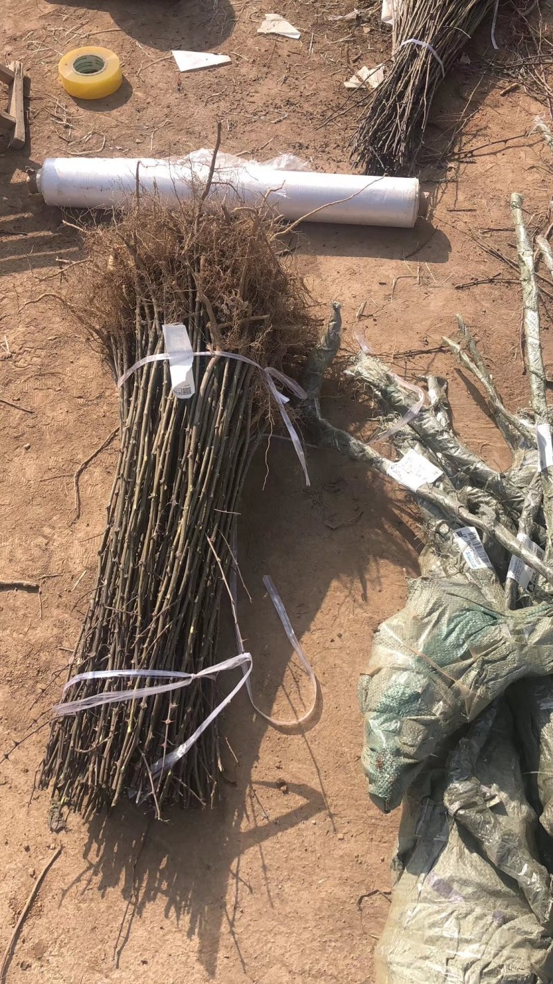 樱桃苗品种齐全产地直销快递保湿发货邮寄走起