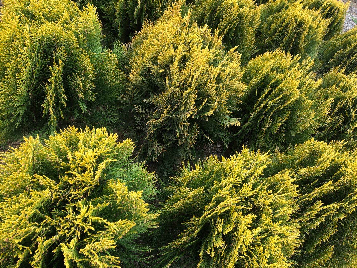侧柏在春季花期时的整体景观,展示其金黄色花序与绿叶的对比 侧柏春季花期景观
