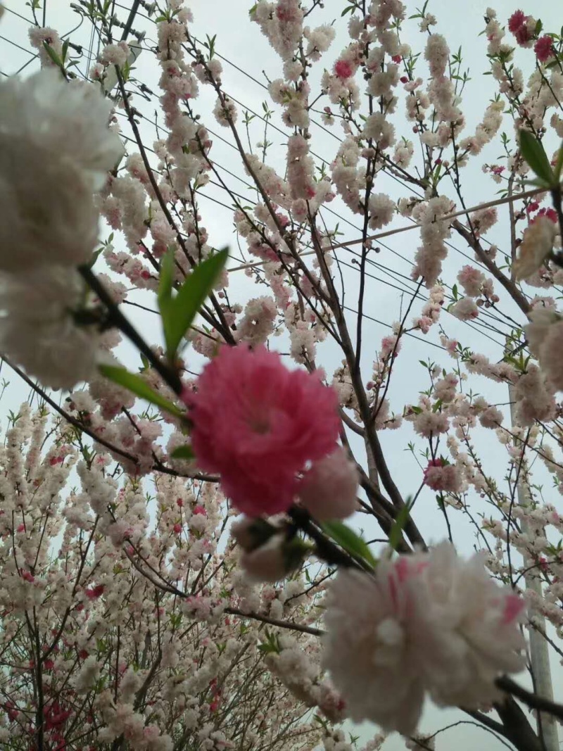 紫叶桃碧桃红叶桃规格齐全欢迎前来考察