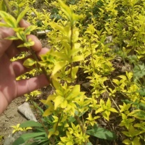 金叶连翘青叶连翘黄老虎小苗毛球基地直销