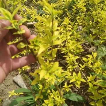 金叶连翘青叶连翘黄老虎小苗毛球基地直销