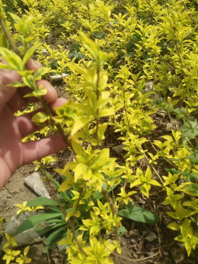 金叶连翘青叶连翘黄老虎小苗毛球基地直销