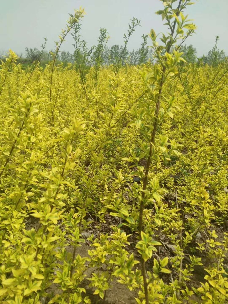 金叶连翘青叶连翘黄老虎小苗毛球基地直销