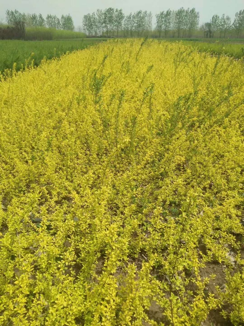 金叶连翘青叶连翘黄老虎小苗毛球基地直销