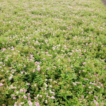 绣线菊基地直销需要联系我量大优惠各种小苗