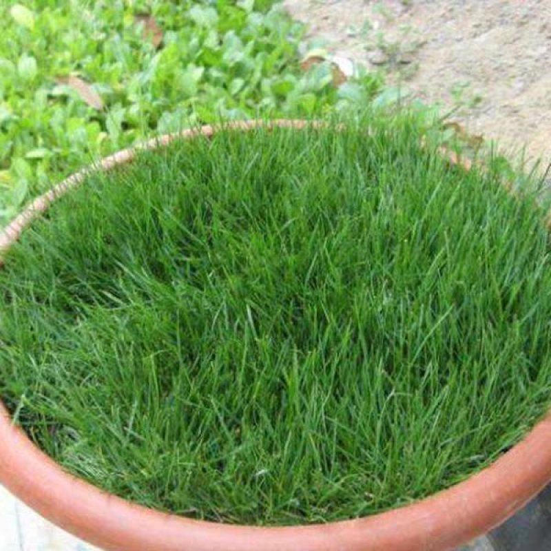 四季青草坪种子绿化护坡草坪草籽耐寒高羊茅庭院草皮种籽免修