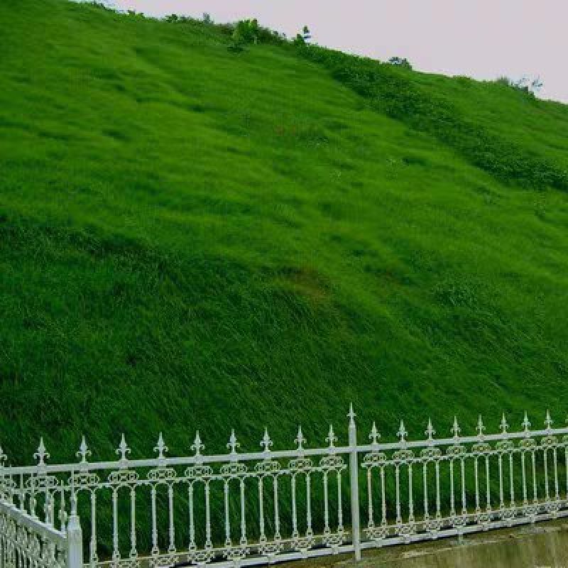 四季青草坪种子绿化护坡草坪草籽耐寒高羊茅庭院草皮种籽免修