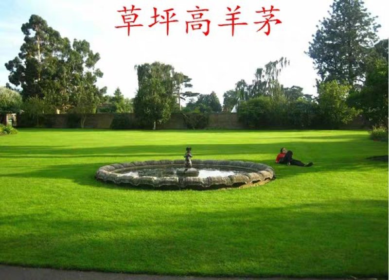 四季青草坪种子绿化护坡草坪草籽耐寒高羊茅庭院草皮种籽免修
