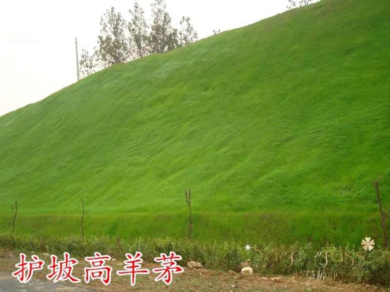 四季青草坪种子绿化护坡草坪草籽耐寒高羊茅庭院草皮种籽免修