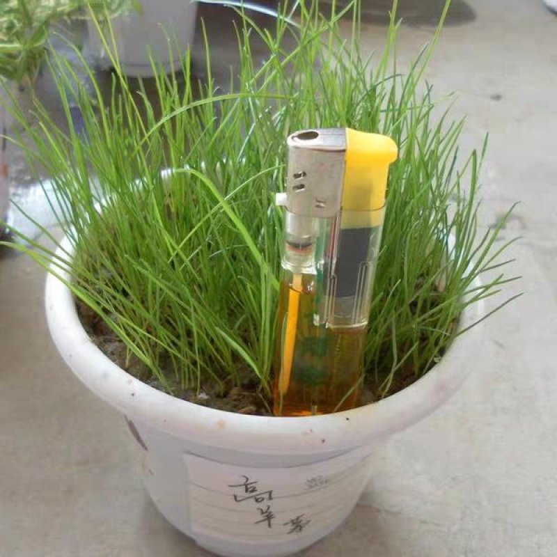 四季青草坪种子绿化护坡草坪草籽耐寒高羊茅庭院草皮种籽免修