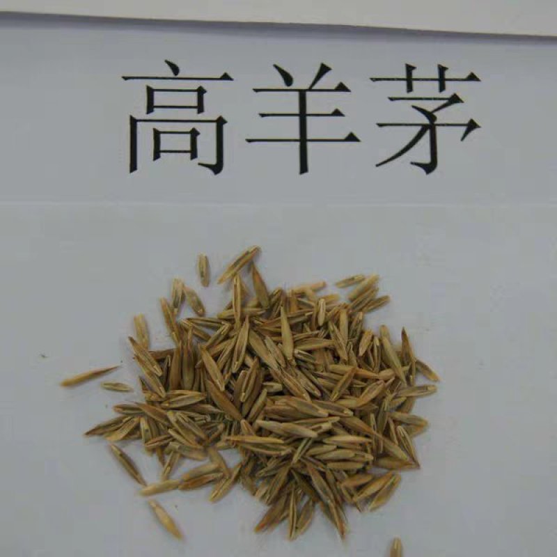四季青草坪种子绿化护坡草坪草籽耐寒高羊茅庭院草皮种籽免修