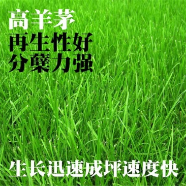 四季青草坪种子绿化护坡草坪草籽耐寒高羊茅庭院草皮种籽免修