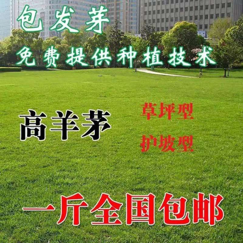 四季青草坪种子绿化护坡草坪草籽耐寒高羊茅庭院草皮种籽免修
