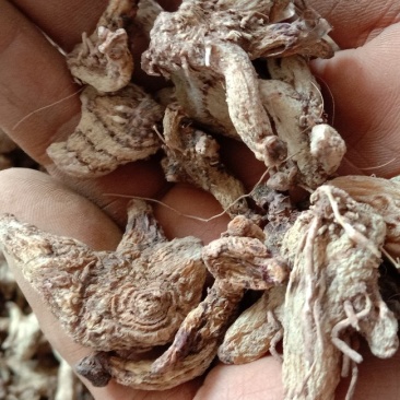 陕西道地药材，汽蒸白芨